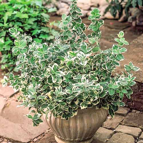 Euonymus fortunei Variegatus imagine 1 articol 9560