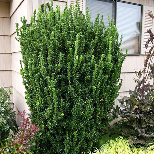 Euonymus Green Spire articol fotografie 1 Euonymus Green Spire imagine 1 articol 3989