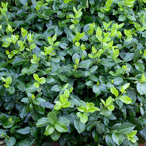 Euonymus Hort's Blaze articol fotografie 1 Euonymus Hort's Blaze imagine 1 articol 3988