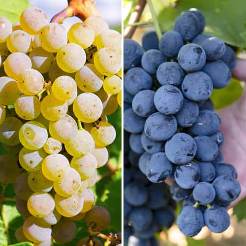 Viță de vie Maxi, set de 2 soiuri imagine 1 articol 5571