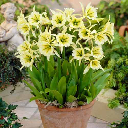 Ismene Sulphur Queen imagine 1 articol 67018