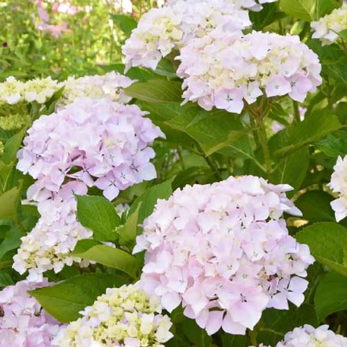 Hortensia macrophylla Soeur Therese, P9 articol fotografie 1 Hortensia macrophylla Soeur Therese, P9 imagine 1 articol 4453