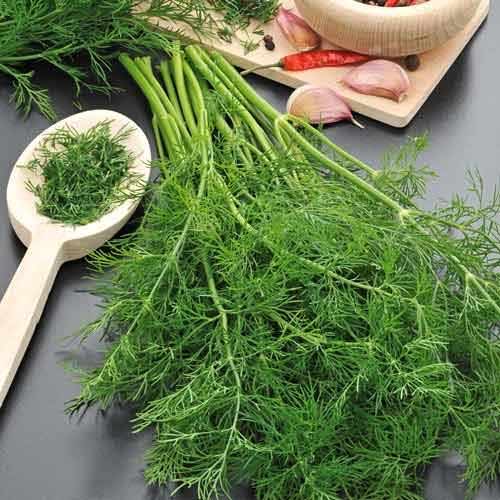 Fenicul Magnafena imagine 1 articol 66974