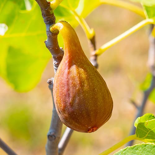 Smochin Francesco, С2 imagine 1 articol 5454