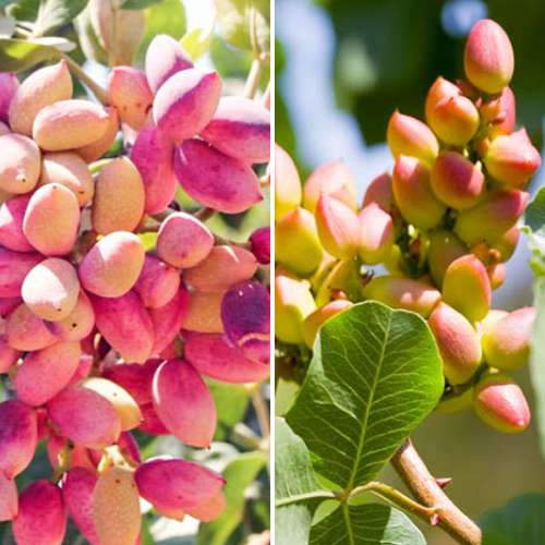 Ofertă specială! Fistic Duo, set de 2 soiuri imagine 1 articol 4883