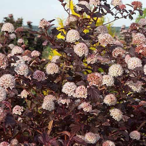 Fizocarp Lady in Red imagine 1 articol 3925