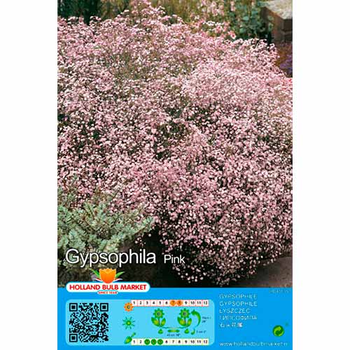 Floarea miresei (Gypsophila) Pink imagine 1 articol 76453