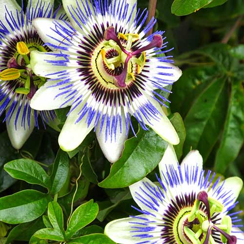 Floarea pasiunii (Passiflora) Hibride Purple imagine 1 articol 73022