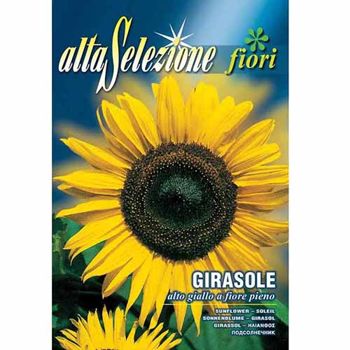 Floarea soarelui decorativă cu flori pline imagine 1 articol 96338