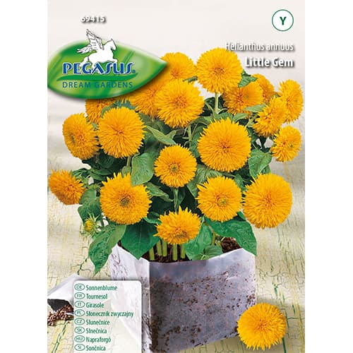 Floarea soarelui decorativă Little Gem articol fotografie 1 Floarea soarelui decorativă Little Gem imagine 1 articol 96578