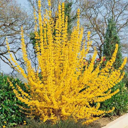 Forsythia Golden Times articol fotografie 1 Forsythia Golden Times imagine 1 articol 9167