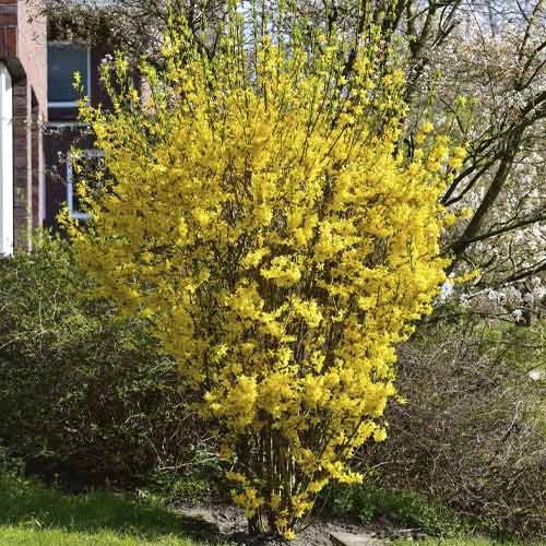 Forsythia Goldrausch, C3 imagine 1 articol 8536