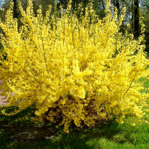 Forsythia Gold Zauber imagine 1 articol 2410