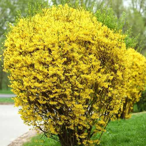 Forsythia Goldzauber articol fotografie 1 Forsythia Goldzauber imagine 1 articol 9182