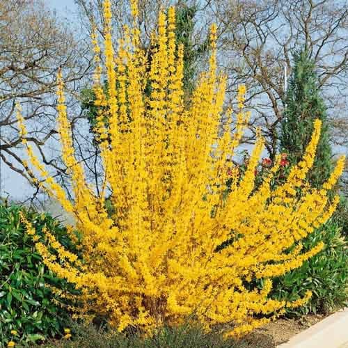 Forsythia intermedia Golden Times, С2 imagine 1 articol 7773