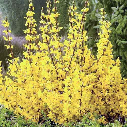 Forsythia Kumsum articol fotografie 1 Forsythia Kumsum imagine 1 articol 4813