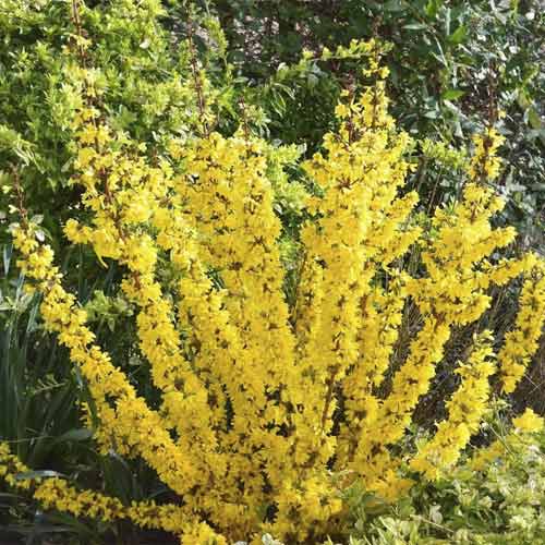 Forsythia Mikador PBR, C3 articol fotografie 1 Forsythia Mikador PBR, C3 imagine 1 articol 8537