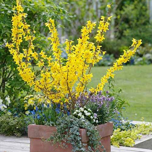 Forsythia Minigold articol fotografie 1 Forsythia Minigold imagine 1 articol 3913