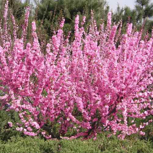 Forsythia Roseum articol fotografie 1 Forsythia Roseum imagine 1 articol 67804
