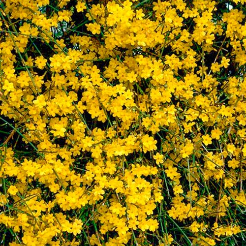 Forsythia Weber's Bronx articol fotografie 1 Forsythia Weber's Bronx imagine 1 articol 9168