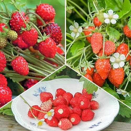 Ofertă specială! Fragi Gustul copilăriei, set de 3 soiuri articol fotografie 1 Ofertă specială! Fragi Gustul copilăriei, set de 3 soiuri imagine 1 articol 4942