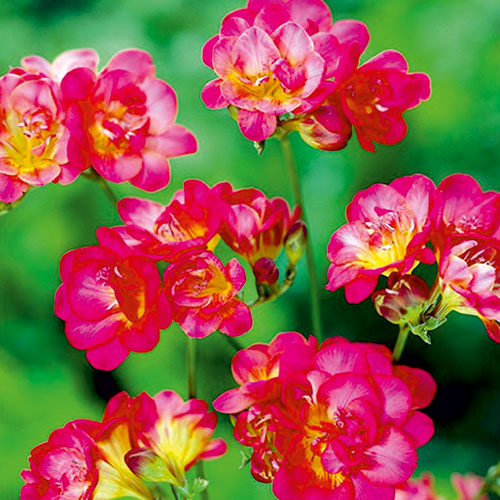 Frezie Red imagine 1 articol 67885