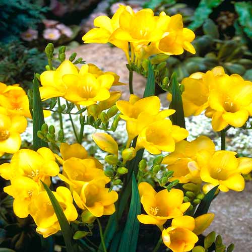 Frezie Yellow articol fotografie 1 Frezie Yellow imagine 1 articol 67882