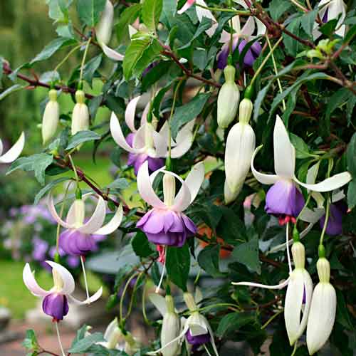 Cerceluș (Fuchsia) Delta Sarah imagine 1 articol 73028