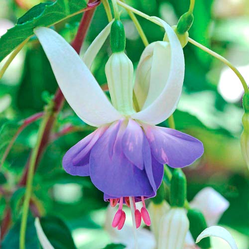 Cerceluș (Fuchsia) Delta Sarah imagine 2 articol 73028