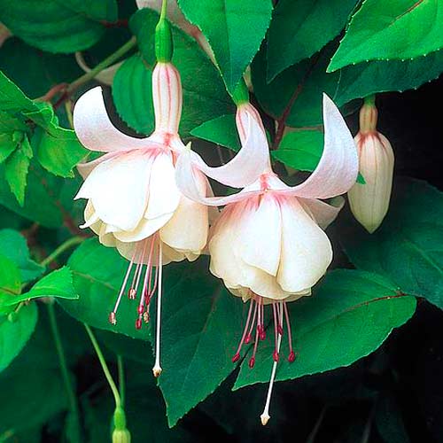 Cerceluș (Fuchsia) Annabel imagine 2 articol 73029