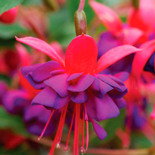 Cerceluș (Fuchsia) Lay Tumb imagine 1 articol 73030