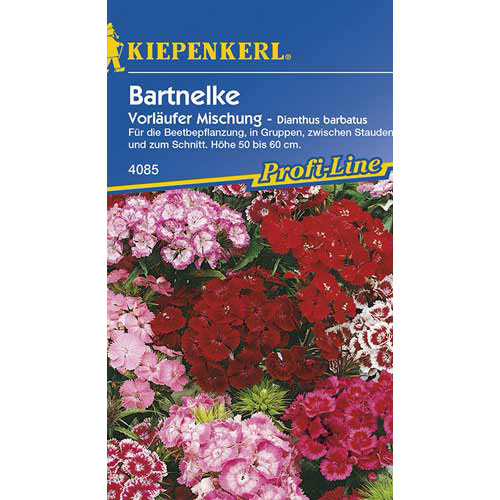 Garoafă turcească Vorlaufer, mix multicolor Kiepenkerl imagine 1 articol 77445