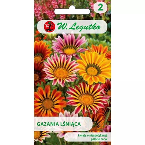 Gazania (Floarea comoară), mix multicolor articol fotografie 1 Gazania (Floarea comoară), mix multicolor imagine 1 articol 78554