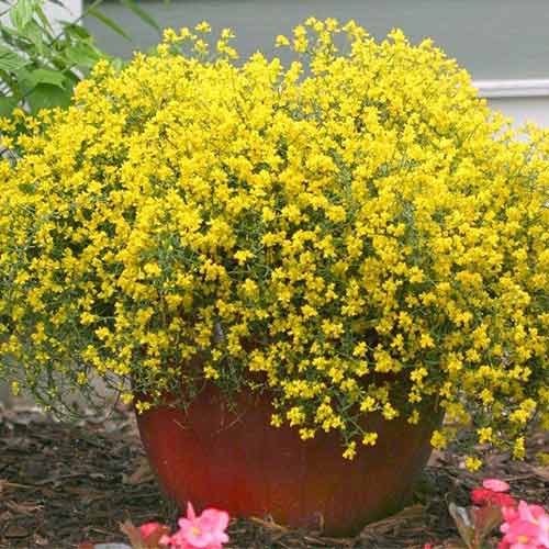 Genista Lydia imagine 1 articol 3947