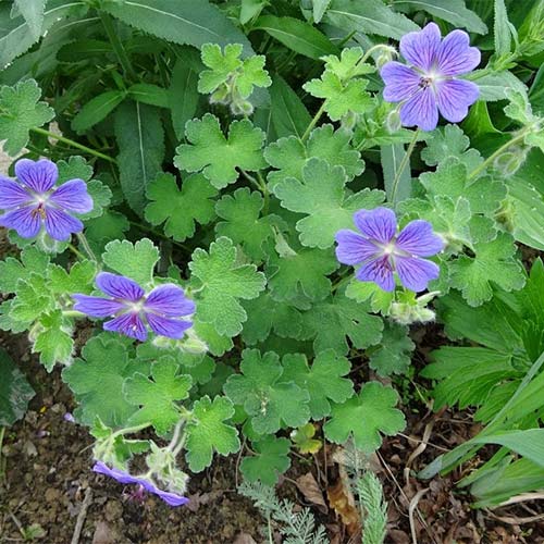 Geranium renardii Philippe Vapelle imagine 1 articol 01335