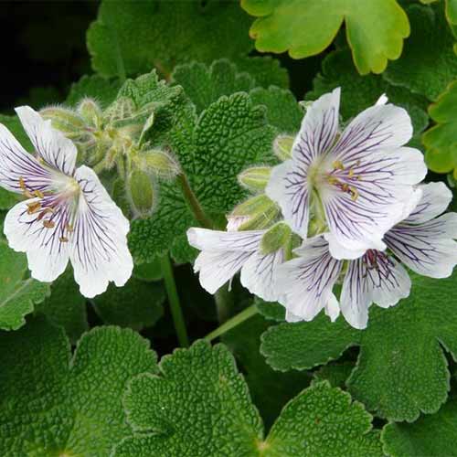 Geranium renardii imagine 1 articol 01330