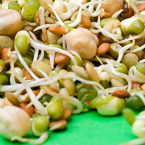 Germeni amestec picant articol fotografie 2 Germeni amestec picant imagine 2 articol 66952