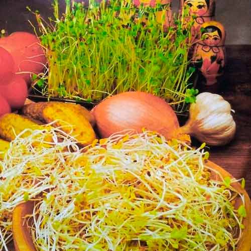 Germeni amestec rusesc articol fotografie 1 Germeni amestec rusesc imagine 1 articol 66954