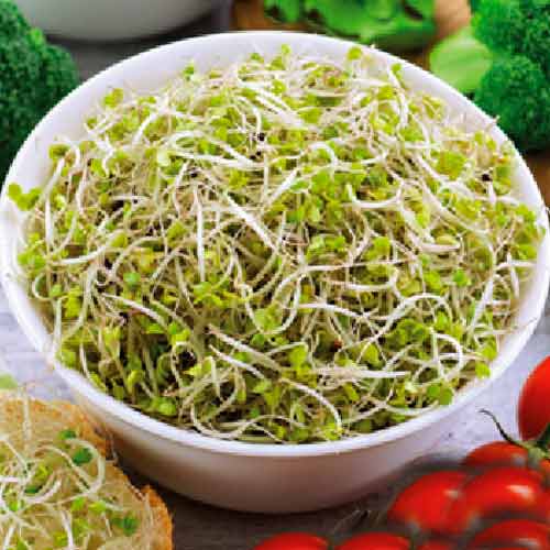 Germeni Broccoli articol fotografie 1 Germeni Broccoli imagine 1 articol 66924