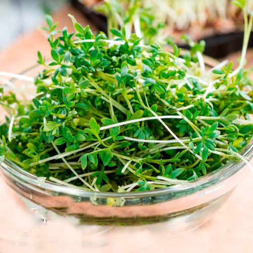 Germeni Cardamon XXL articol fotografie 1 Germeni Cardamon XXL imagine 1 articol 66941