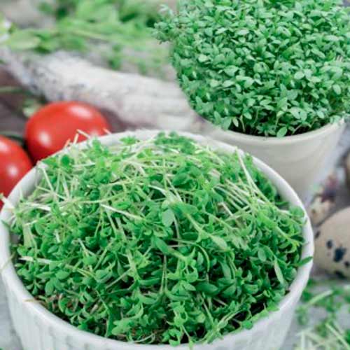 Germeni Cardamon articol fotografie 1 Germeni Cardamon imagine 1 articol 66940