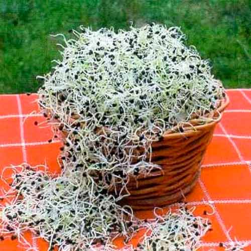 Germeni Ceapă articol fotografie 1 Germeni Ceapă imagine 1 articol 66925