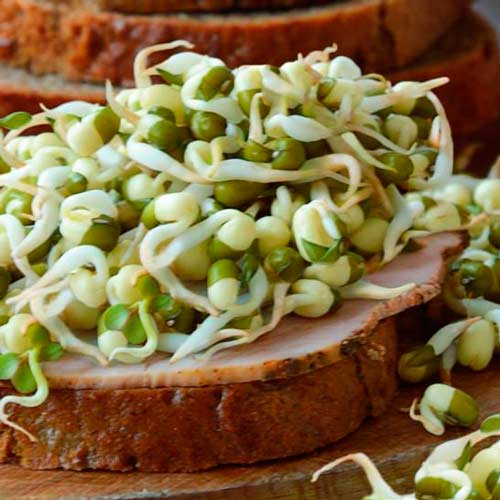 Germeni Fasole Mung imagine 1 articol 66928