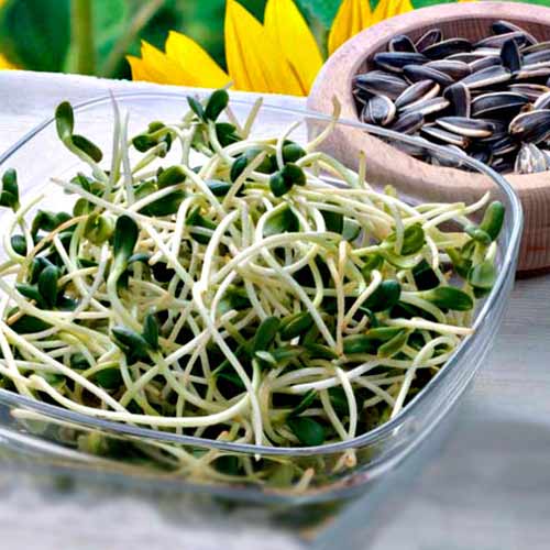 Germeni Floarea soarelui imagine 1 articol 66944