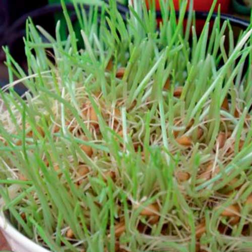 Germeni Grâu articol fotografie 1 Germeni Grâu imagine 1 articol 66938