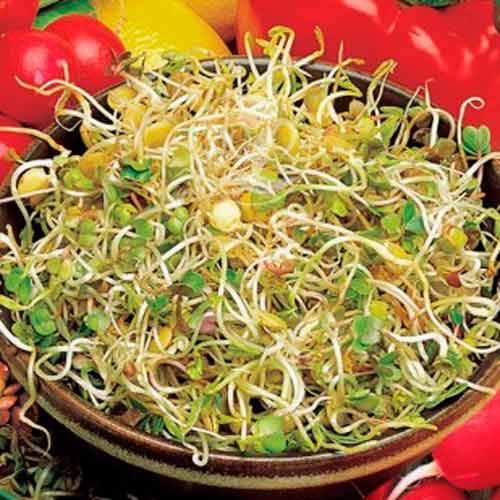 Germeni Linte articol fotografie 1 Germeni Linte imagine 1 articol 66945