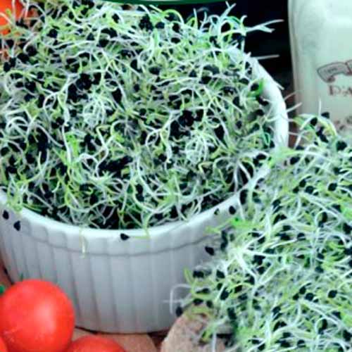 Germeni Praz imagine 1 articol 66937