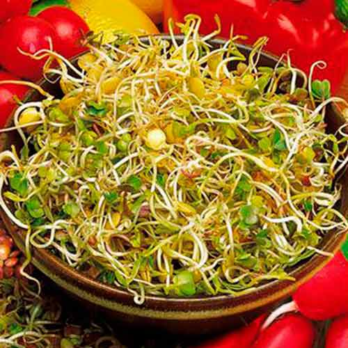 Germeni Ridiche și Linte imagine 1 articol 66943