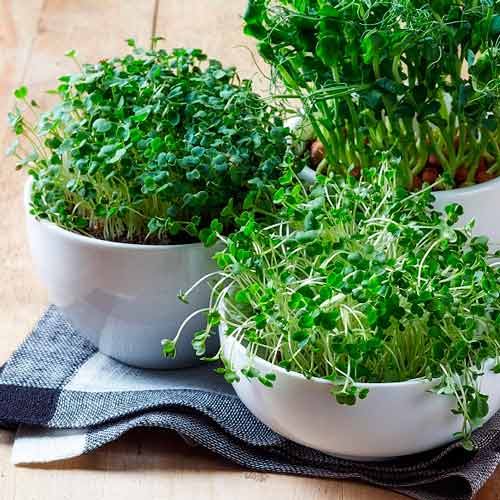 Germeni Rucola Rocket articol fotografie 1 Germeni Rucola Rocket imagine 1 articol 66939