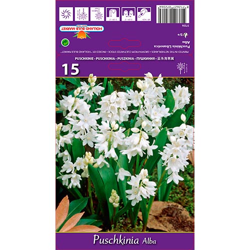 Ghiocei rusești (Puschkinia) Libanotica Alba imagine 1 articol 67444